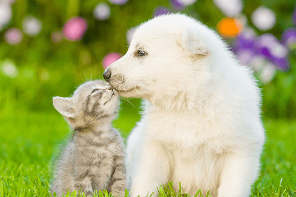 Veterinary Diagnostics